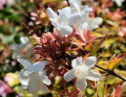 Garden World - The Portland Area's Best Garden Center